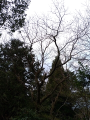 Sassafras randaiense