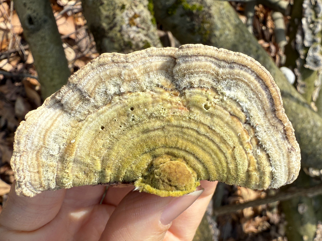 Trametes betulina · March 2026 · photo: © stephtran (iNaturalist, cc-by)