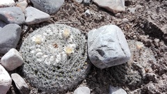 Mammillaria chionocephala