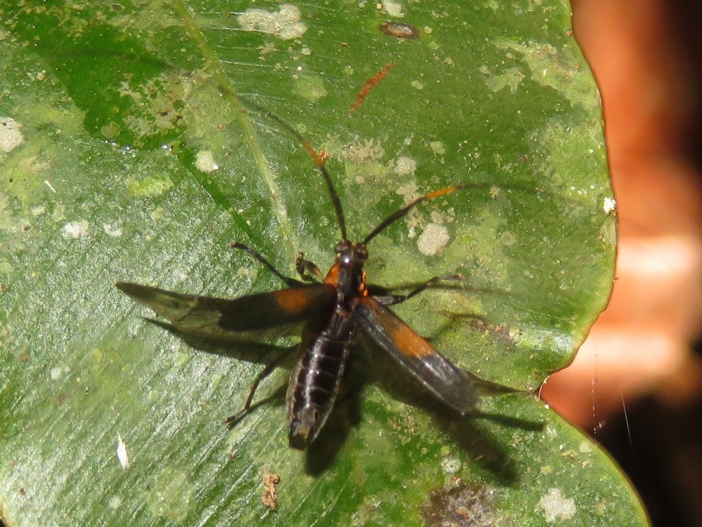 Piriana tricuspis