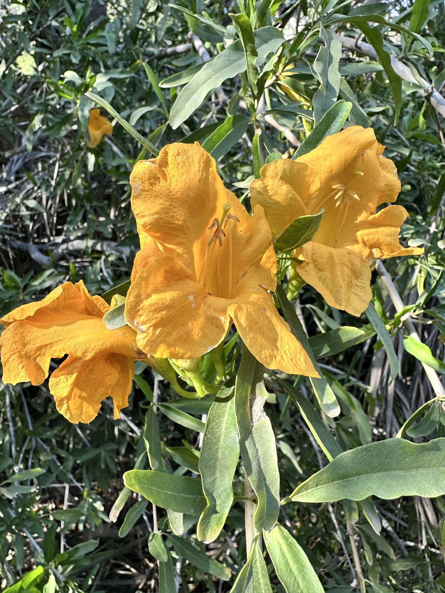 Tecomella undulata