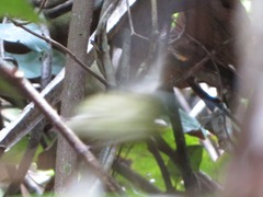 Lepidothrix coronata