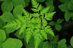 Osmorhiza aristata