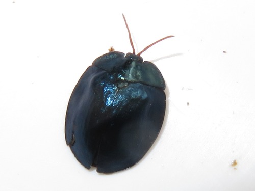 Imatidium rufiventre
