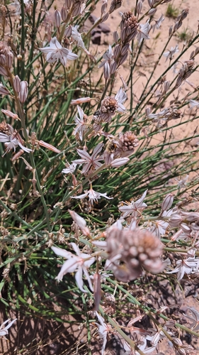 Onion-Leafed Asphodel