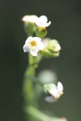 Hackelia suaveolens