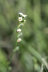 Hackelia suaveolens