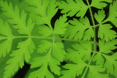 Osmorhiza aristata