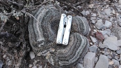 Mammillaria chionocephala