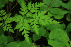 Osmorhiza aristata