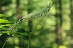 Actaea simplex