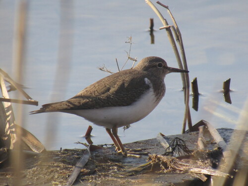 iNaturalist: (c) belyaev, some rights reserved (CC BY-NC) iNaturalist image