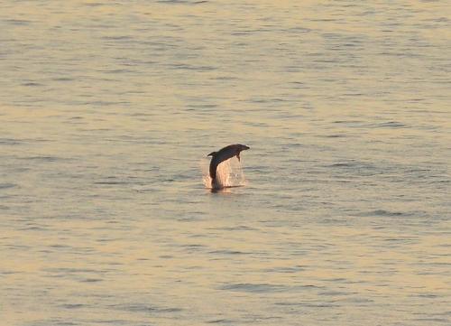 Tursiops truncatus
