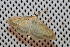 Paratalanta pandalis