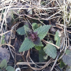 Lamium maculatum