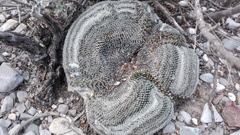 Mammillaria chionocephala