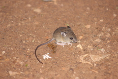 Oligoryzomys flavescens