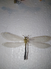 Myrmecaelurus trigrammus