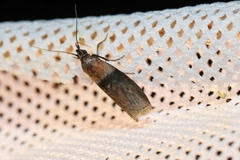 Sciota fumella