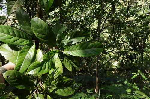 Taiwan mountain longan (Helicia formosana)