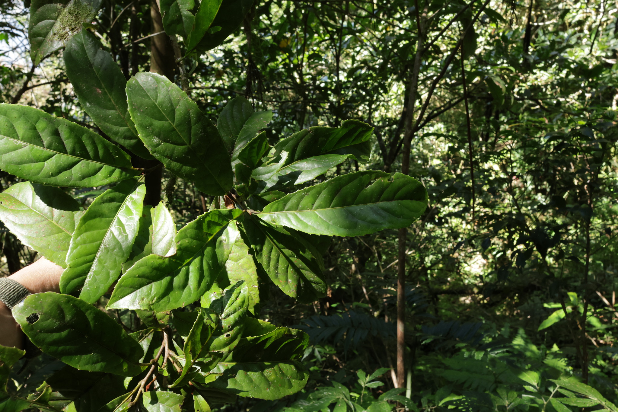 Taiwan Mountain Longan (Helicia formosana)