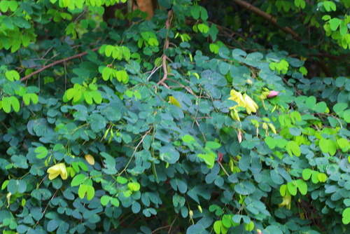 Bauhinia tomentosa