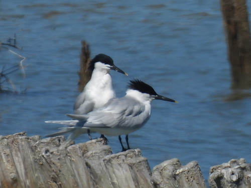 iNaturalist: (c) Andréa Quattro., some rights reserved (CC BY-NC), uploaded by Andréa Quattro. iNaturalist image