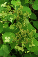 Hydrangea petiolaris