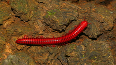 Centrobolus fulgidus