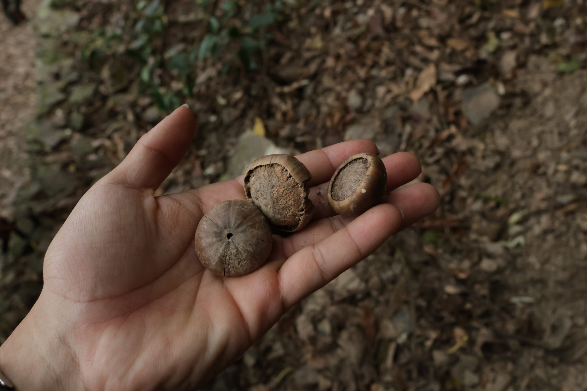 Taiwan Rock Oak (Lithocarpus konishii)