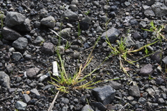 Poa supina