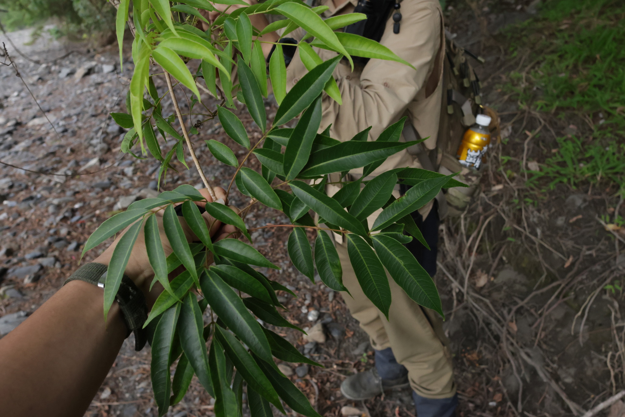 Wax Tree (Toxicodendron succedaneum)