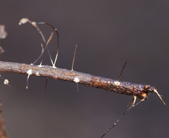 Xylaria filiformis