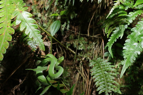 Chinese Green Tree Viper