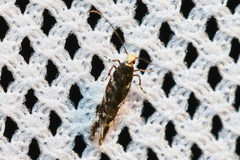 Eulamprotes superbella