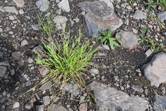 Poa supina