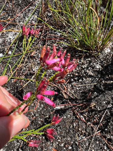 Crown Heath (Erica cristata)