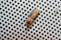 Sciota fumella
