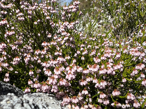 Horsetail Heath (Erica equisetifolia)