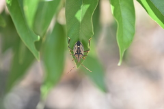 Poecilometis calidus