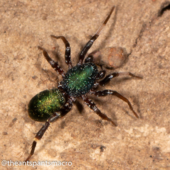 Iridonyssus