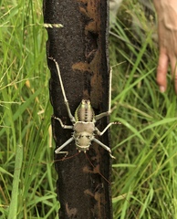 Acanthoplus