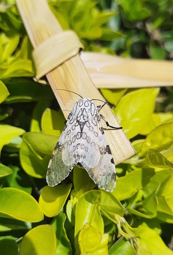 Hypercompe caudata
