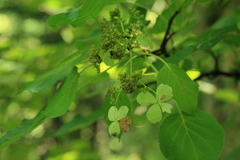 Hydrangea petiolaris