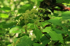 Hydrangea petiolaris