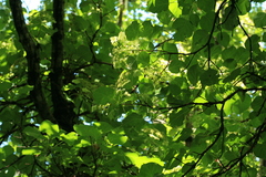 Hydrangea petiolaris