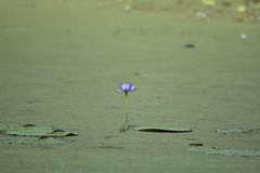 Nymphaea elegans