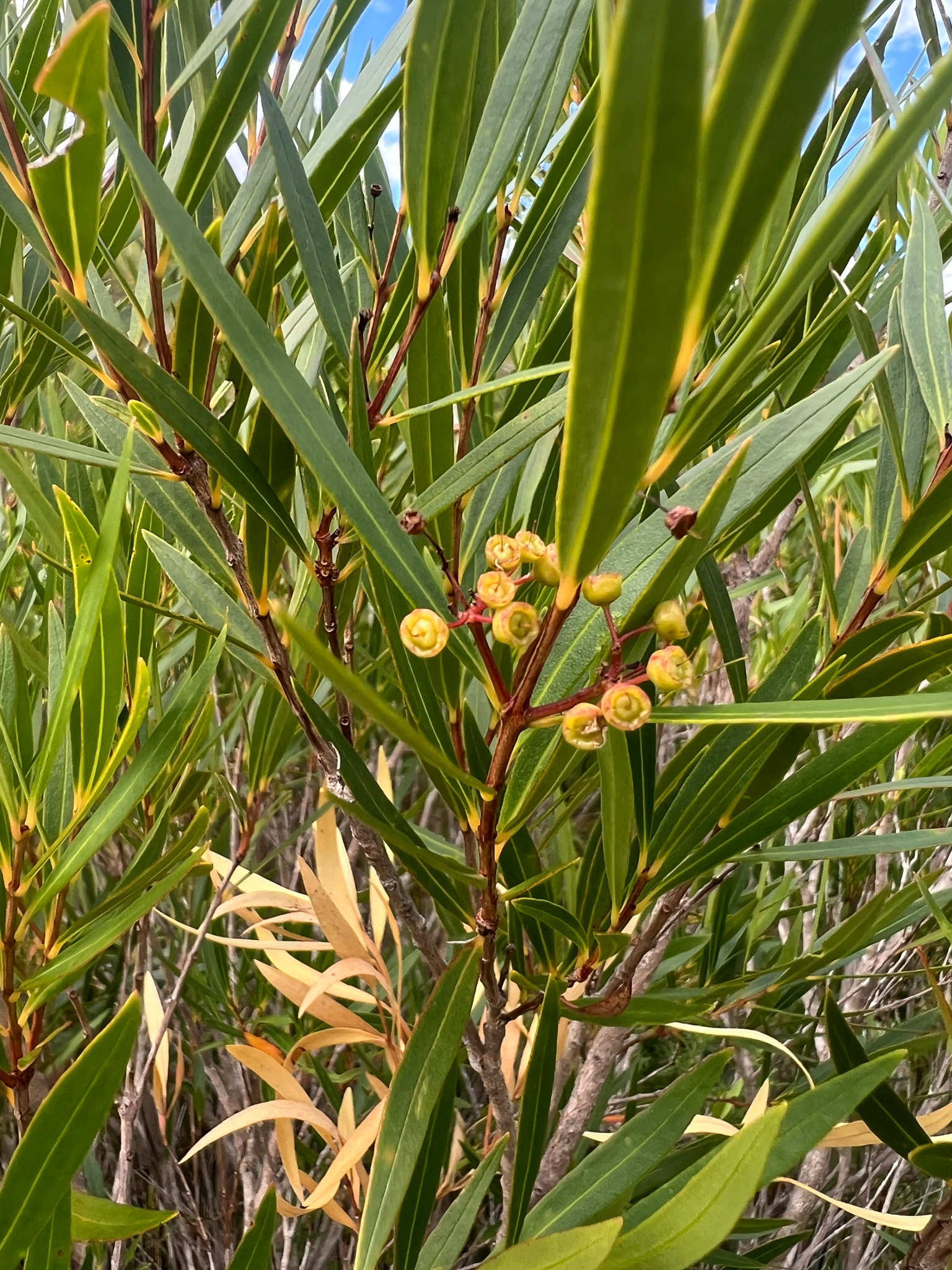 Cape Lance-Leaf (Metrosideros angustifolia)