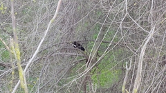 Gallinula chloropus