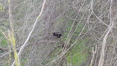 Gallinula chloropus